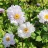 Herbst-Anemone 'Frilly Knickers' -Günstiges Erd Seele Geschäft herbst anemone frilly knickers m124104 h 0