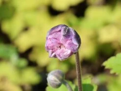 Herbst-Anemone 'Frilly Knickers' 21 Herbst-Anemone 'Frilly Knickers' -Günstiges Erd Seele Geschäft herbst anemone frilly knickers m124104 w 0