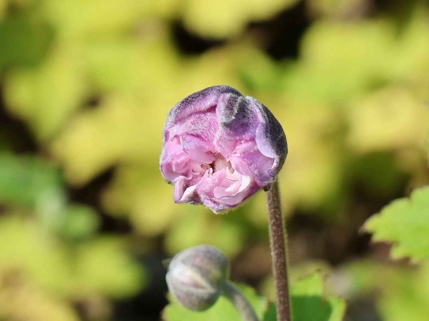 Herbst-Anemone 'Frilly Knickers' 12 Herbst-Anemone 'Frilly Knickers' – Bild 10