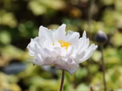 Herbst-Anemone 'Frilly Knickers' 15 Herbst-Anemone 'Frilly Knickers' -Günstiges Erd Seele Geschäft herbst anemone frilly knickers m124104 w 1