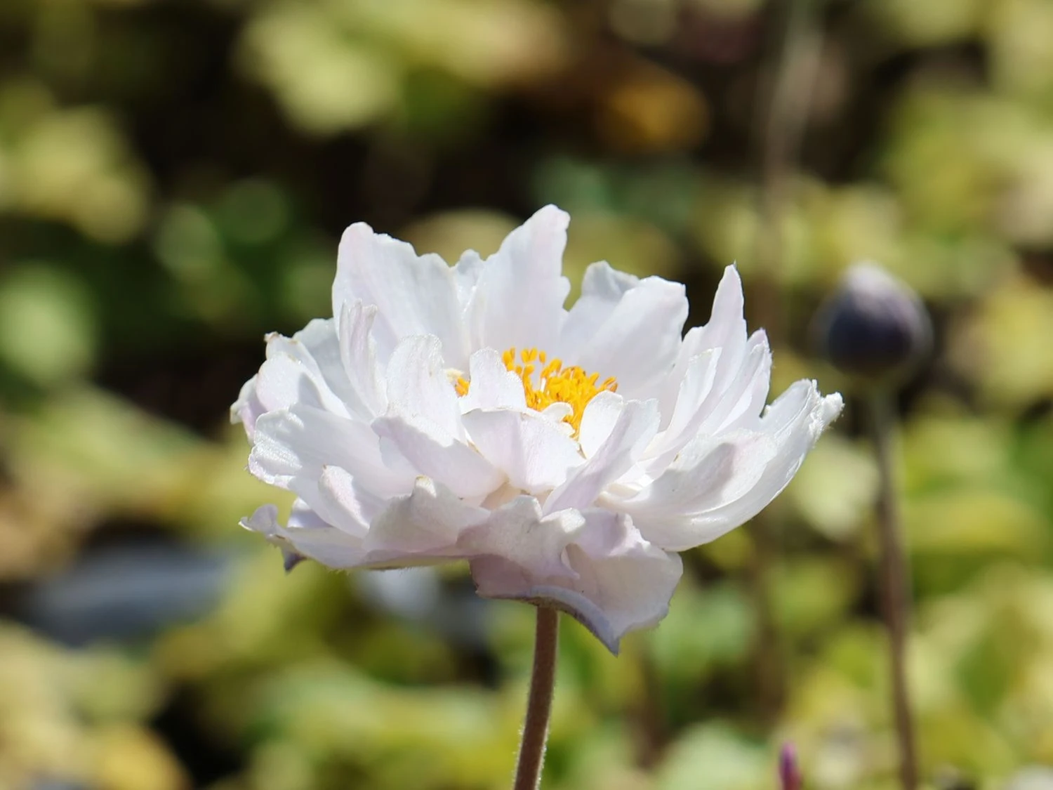 Herbst-Anemone 'Frilly Knickers' 6 Herbst-Anemone 'Frilly Knickers' – Bild 4