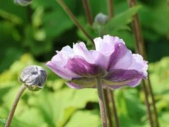 Herbst-Anemone 'Frilly Knickers' 14 Herbst-Anemone 'Frilly Knickers' -Günstiges Erd Seele Geschäft herbst anemone frilly knickers m124104 w 4