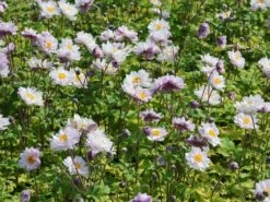 Herbst-Anemone 'Frilly Knickers' 17 Herbst-Anemone 'Frilly Knickers' -Günstiges Erd Seele Geschäft herbst anemone frilly knickers m124104 w 7