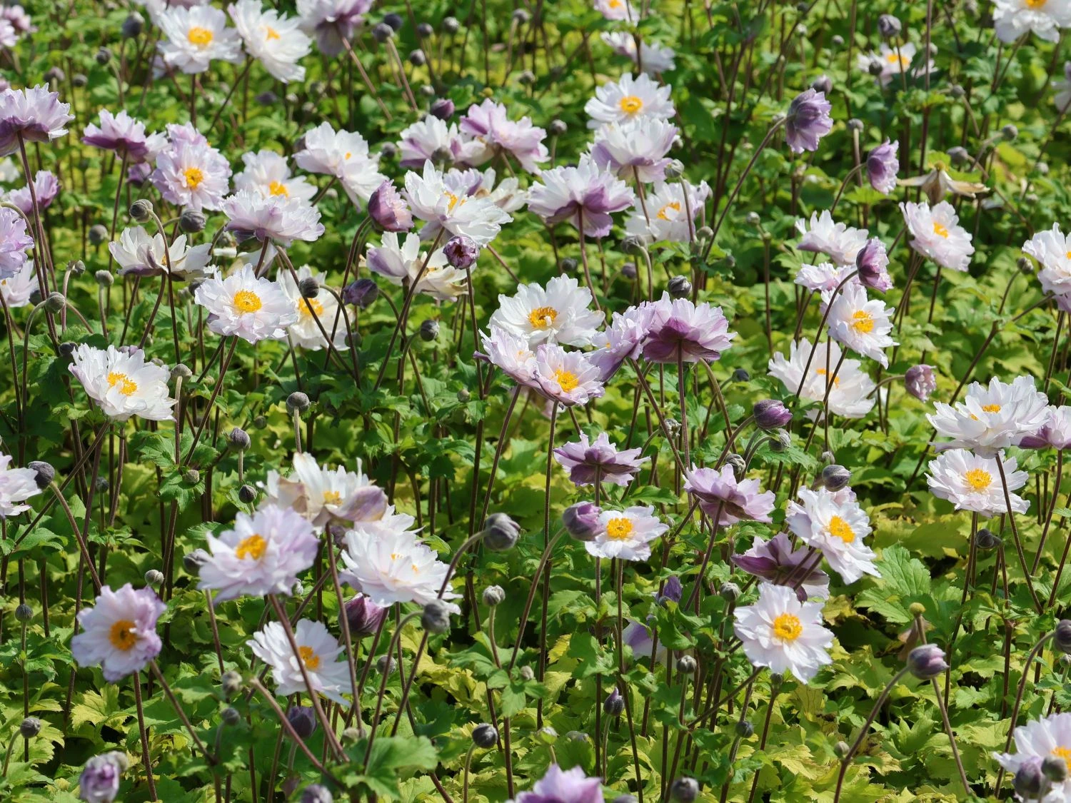 Herbst-Anemone 'Frilly Knickers' 8 Herbst-Anemone 'Frilly Knickers' – Bild 6