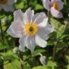Herbst-Anemone 'Wild Swan' 1 Herbst-Anemone 'Wild Swan' -Günstiges Erd Seele Geschäft herbst anemone wild swan m074055 h 0