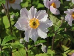 Herbst-Anemone 'Wild Swan'