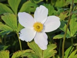 Herbst-Anemone 'Wild Swan' 16 Herbst-Anemone 'Wild Swan' -Günstiges Erd Seele Geschäft herbst anemone wild swan m074055 w 0