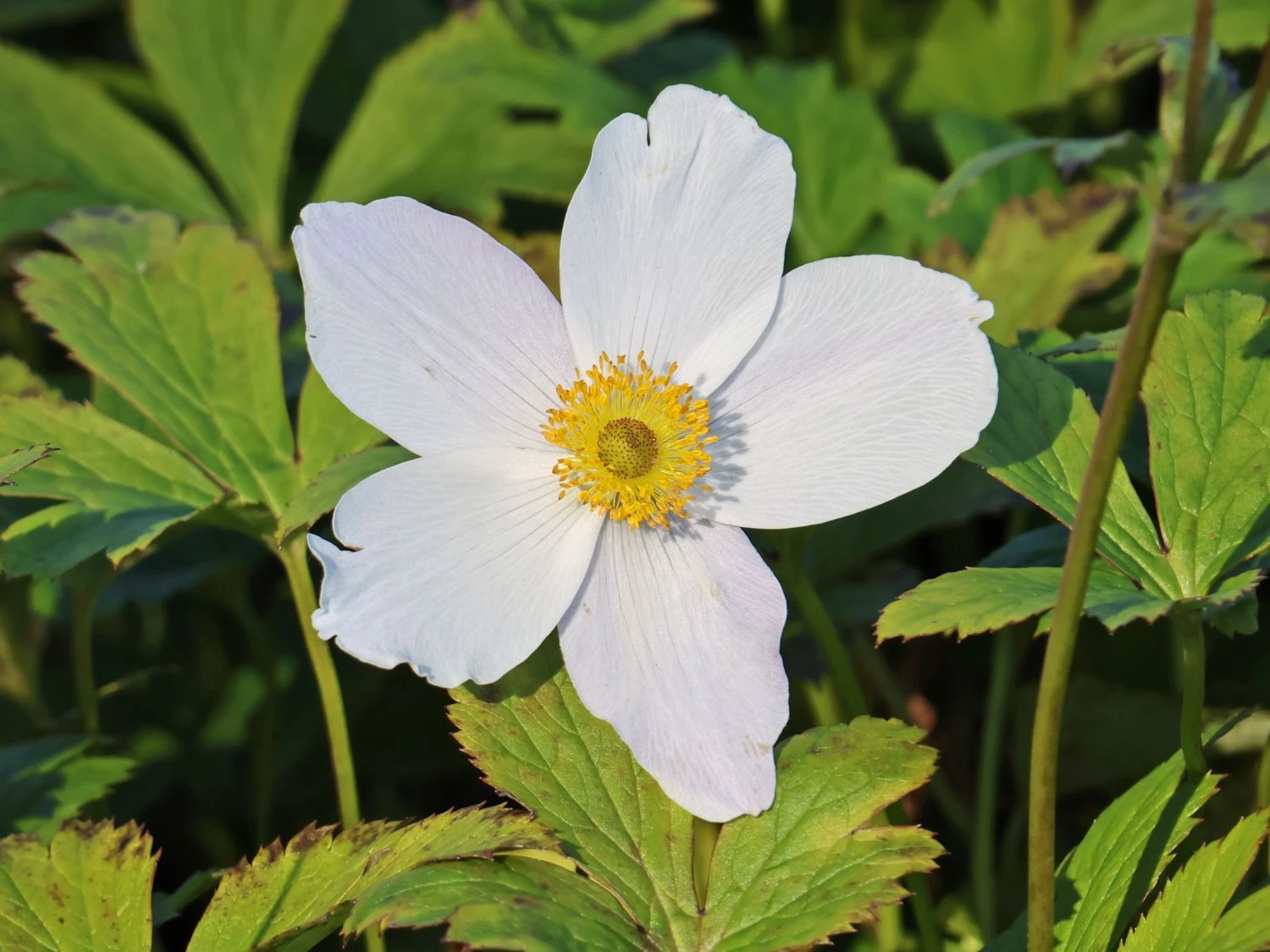 Herbst-Anemone 'Wild Swan' 7 Herbst-Anemone 'Wild Swan' – Bild 5