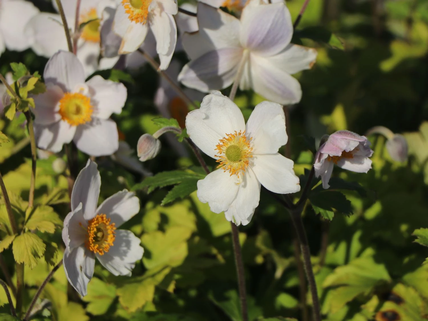 Herbst-Anemone 'Wild Swan' 10 Herbst-Anemone 'Wild Swan' – Bild 8