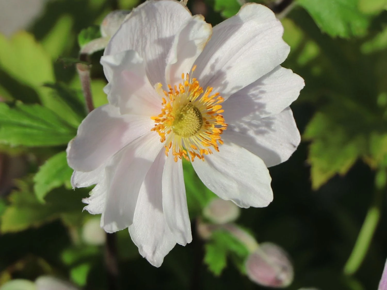 Herbst-Anemone 'Wild Swan' 4 Herbst-Anemone 'Wild Swan' – Bild 2