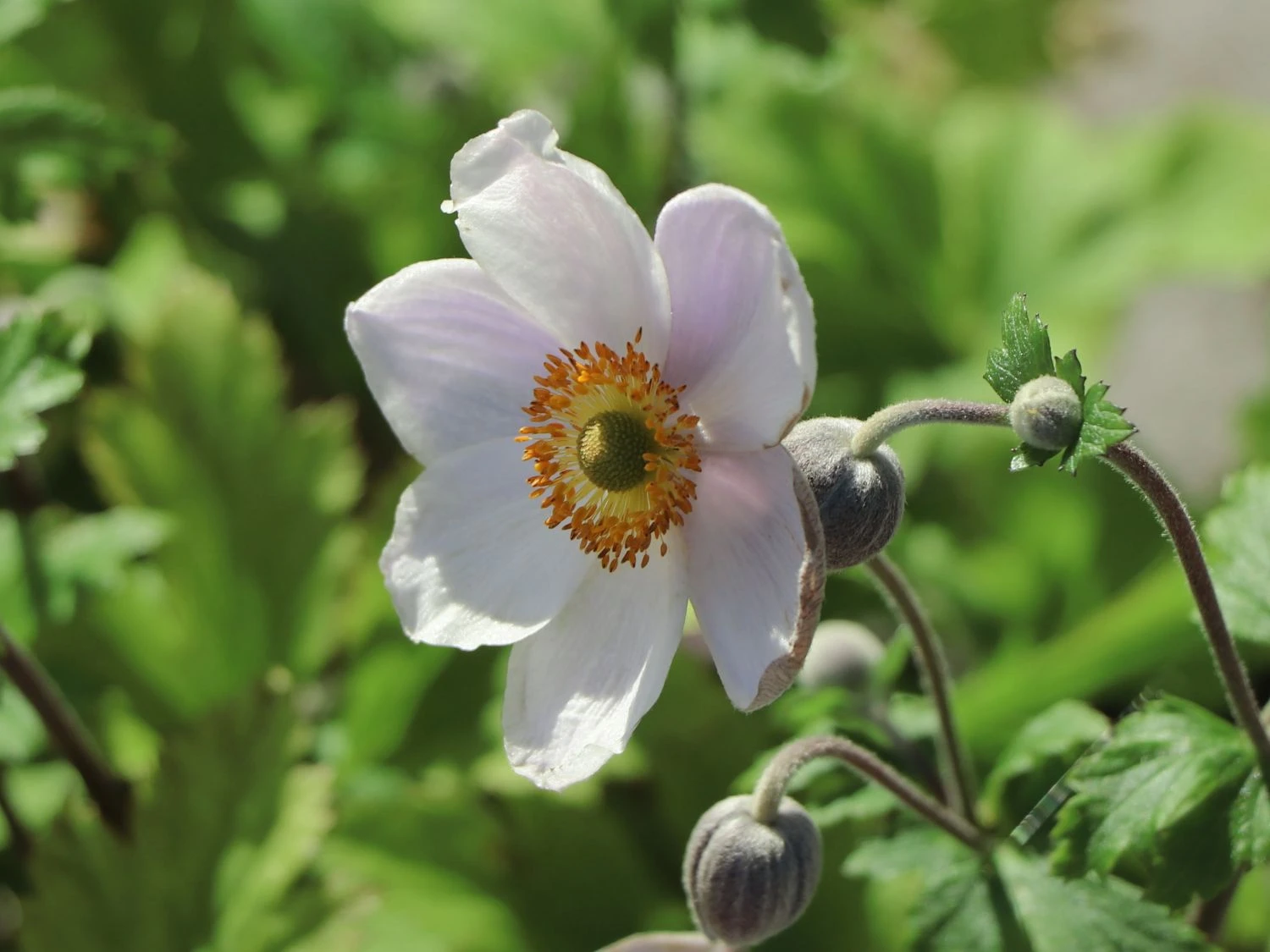 Herbst-Anemone 'Wild Swan' 9 Herbst-Anemone 'Wild Swan' – Bild 7