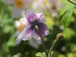 Herbst-Anemone 'Wild Swan' 15 Herbst-Anemone 'Wild Swan' -Günstiges Erd Seele Geschäft herbst anemone wild swan m074055 w 4