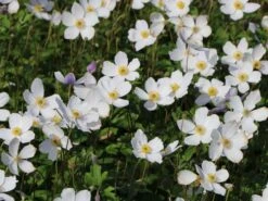 Herbst-Anemone 'Wild Swan' 14 Herbst-Anemone 'Wild Swan' -Günstiges Erd Seele Geschäft herbst anemone wild swan m074055 w 5