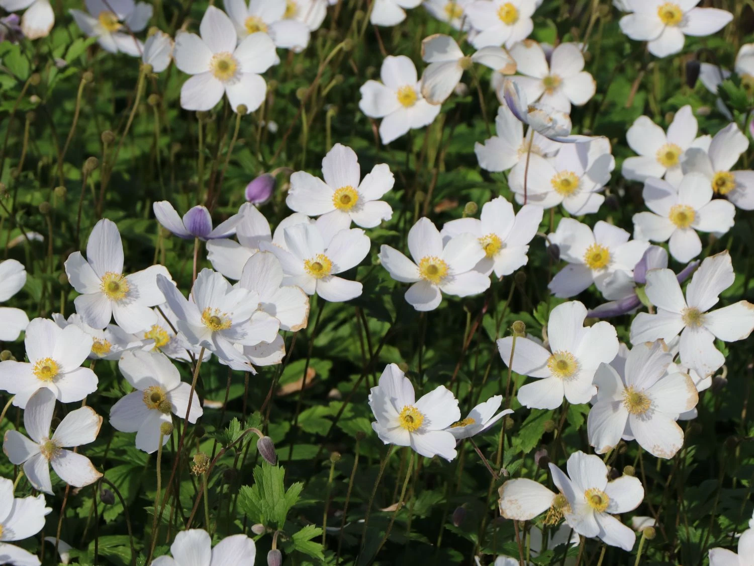 Herbst-Anemone 'Wild Swan' 5 Herbst-Anemone 'Wild Swan' – Bild 3