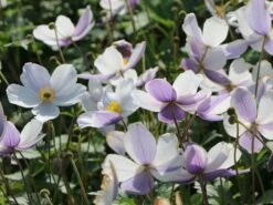 Herbst-Anemone 'Wild Swan' 17 Herbst-Anemone 'Wild Swan' -Günstiges Erd Seele Geschäft herbst anemone wild swan m074055 w 6