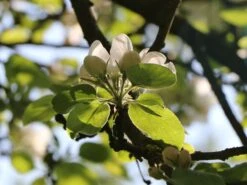 Herbstapfel 'Elstar' -Günstiges Erd Seele Geschäft herbstapfel elstar m004818 w 0