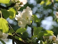 Herbstapfel 'Elstar' -Günstiges Erd Seele Geschäft herbstapfel elstar m004818 w 1 1