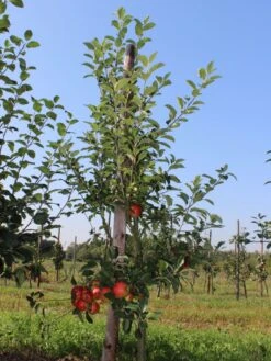 Herbstapfel 'Elstar' -Günstiges Erd Seele Geschäft herbstapfel elstar m004818 w 1