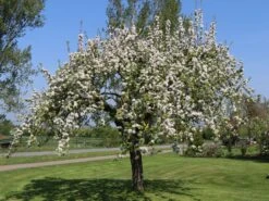 Herbstapfel 'Elstar' -Günstiges Erd Seele Geschäft herbstapfel elstar m004818 w 2