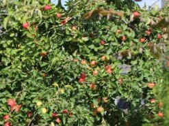 Herbstapfel 'Elstar' -Günstiges Erd Seele Geschäft herbstapfel elstar m004818 w 3