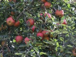 Herbstapfel 'Pia' -Günstiges Erd Seele Geschäft herbstapfel pia m046386 w 1