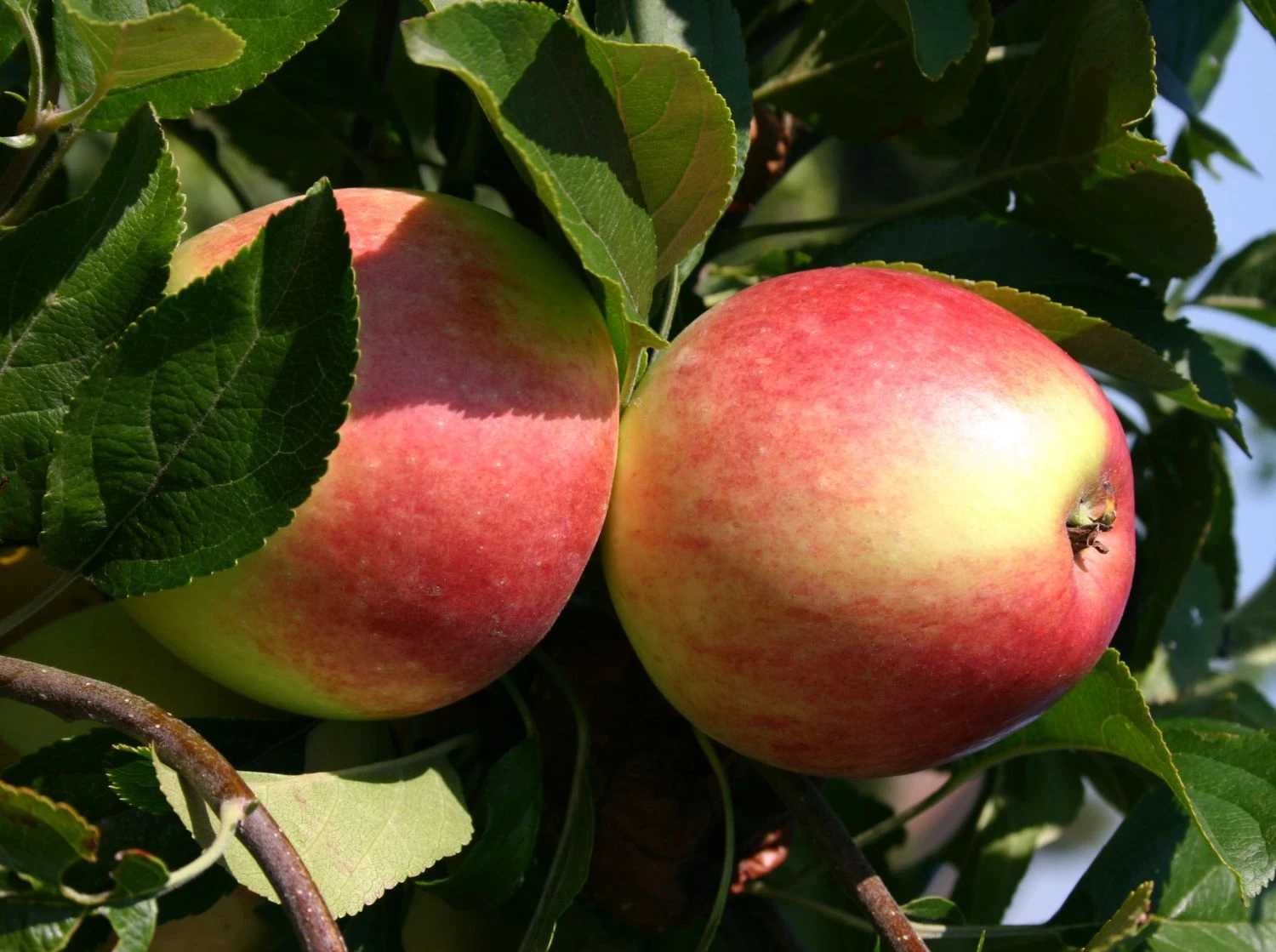 Herbstapfel 'Reglindis' 3 Herbstapfel 'Reglindis'