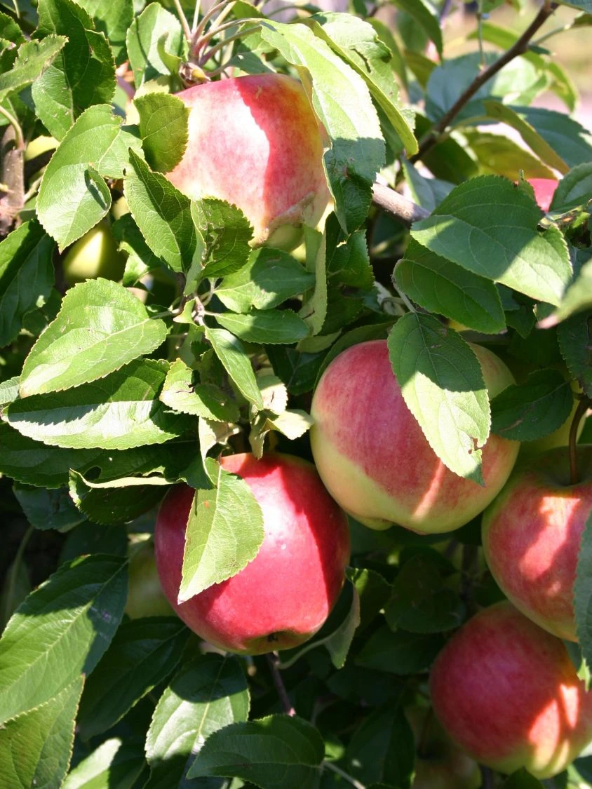 Herbstapfel 'Reglindis' 4 Herbstapfel 'Reglindis' – Bild 2