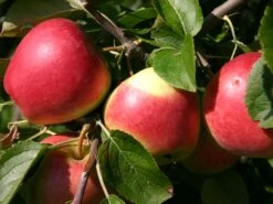 Herbstapfel 'Reglindis' 7 Herbstapfel 'Reglindis' -Günstiges Erd Seele Geschäft herbstapfel reglindis m006562 w 1