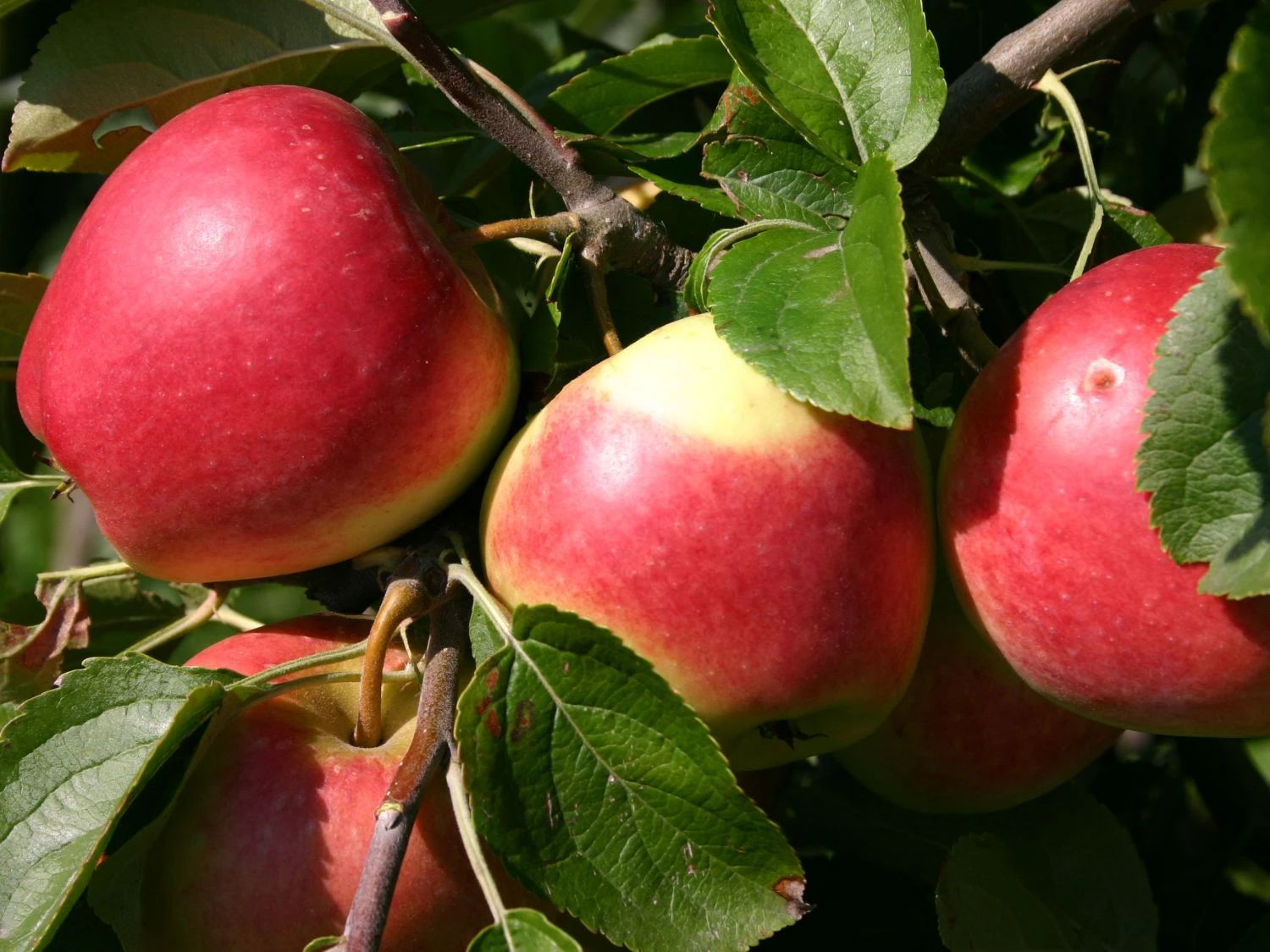 Herbstapfel 'Reglindis' 5 Herbstapfel 'Reglindis' – Bild 3