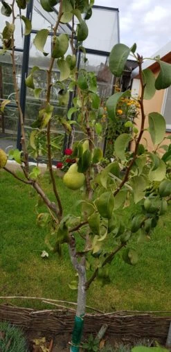 Herbstbirne 'Condo' -Günstiges Erd Seele Geschäft herbstbirne condo m005050 193676 0