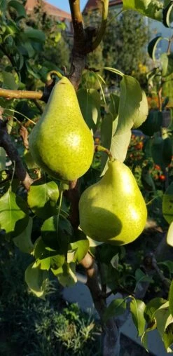 Herbstbirne 'Condo' -Günstiges Erd Seele Geschäft herbstbirne condo m005050 193676 1