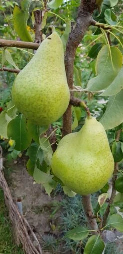 Herbstbirne 'Condo' -Günstiges Erd Seele Geschäft herbstbirne condo m005050 193676 2