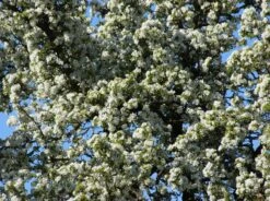 Herbstbirne 'Doppelte Philippsbirne' / 'Albertine' -Günstiges Erd Seele Geschäft herbstbirne doppelte philippsbirne albertine m006626 w 0