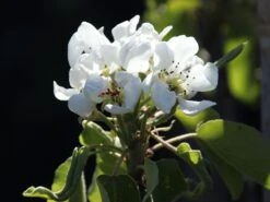 Herbstbirne 'Doppelte Philippsbirne' / 'Albertine' -Günstiges Erd Seele Geschäft herbstbirne doppelte philippsbirne albertine m006626 w 1