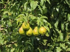 Herbstbirne 'Feuchtwanger Butterbirne'