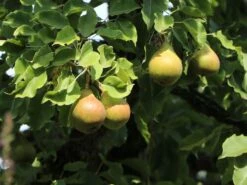 Herbstbirne 'Gellerts Butterbirne', 'Beurré Hardy' -Günstiges Erd Seele Geschäft herbstbirne gellerts butterbirne beurr hardy m006628 w 0