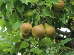 Herbstbirne 'Gellerts Butterbirne', 'Beurré Hardy' -Günstiges Erd Seele Geschäft herbstbirne gellerts butterbirne beurr hardy m006628 w 1