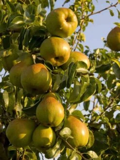 Herbstbirne 'Gellerts Butterbirne', 'Beurré Hardy' -Günstiges Erd Seele Geschäft herbstbirne gellerts butterbirne beurr hardy m006628 w 2