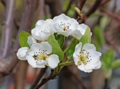 Herbstbirne 'Gellerts Butterbirne', 'Beurré Hardy' -Günstiges Erd Seele Geschäft herbstbirne gellerts butterbirne beurr hardy m006628 w 3