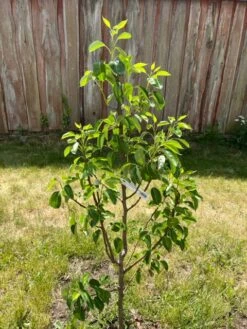 Herbstbirne 'Harrow Sweet' -Günstiges Erd Seele Geschäft herbstbirne harrow sweet m074016 1470172 0