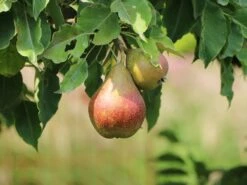 Herbstbirne 'Birne Von Tongern'