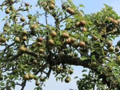 Herbstbirne 'Wilde Eierbirne' Mittel