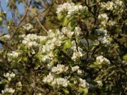 Herbstbirne / Winterbirne 'Alexander Lucas' 12 Herbstbirne / Winterbirne 'Alexander Lucas' -Günstiges Erd Seele Geschäft herbstbirne winterbirne alexander lucas m000526 w 0