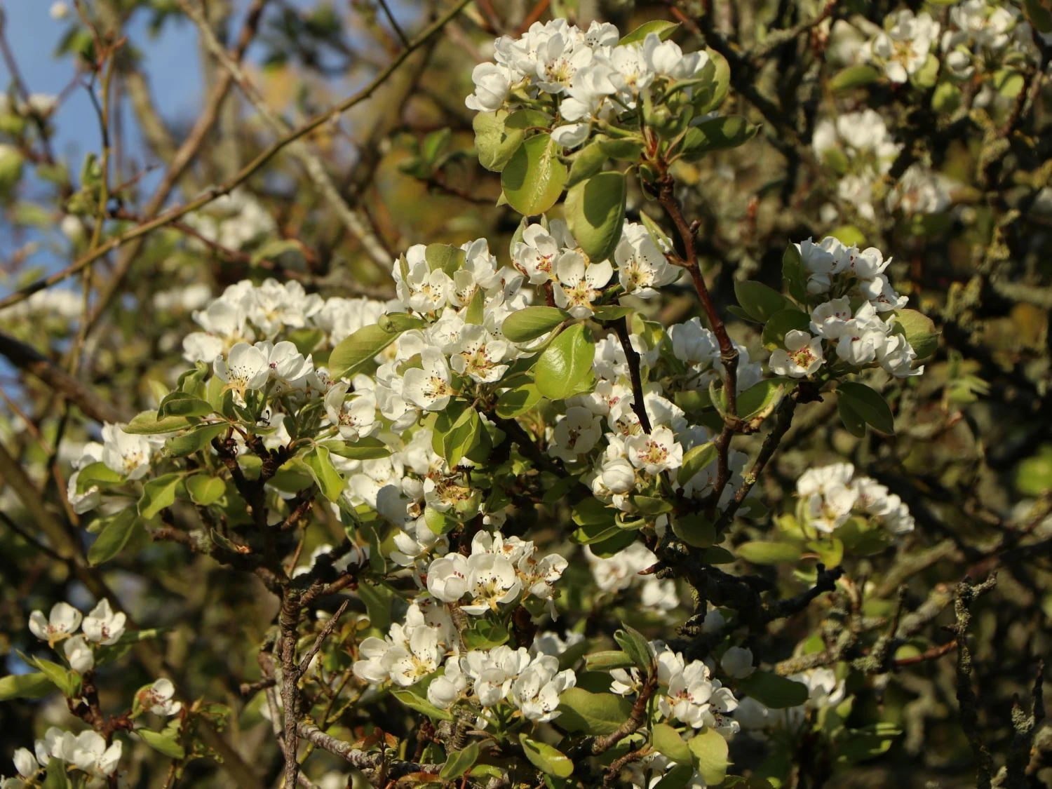 Herbstbirne / Winterbirne 'Alexander Lucas' 7 Herbstbirne / Winterbirne 'Alexander Lucas' – Bild 5