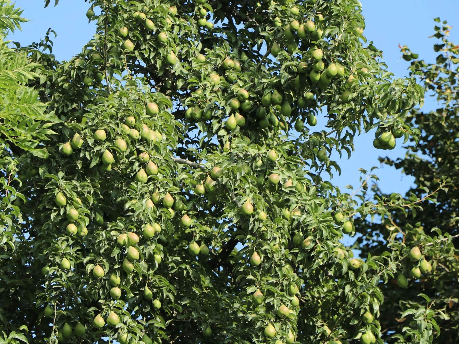 Herbstbirne / Winterbirne 'Alexander Lucas' 8 Herbstbirne / Winterbirne 'Alexander Lucas' – Bild 6