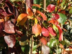 Herbstbirne / Winterbirne 'Alexander Lucas' 10 Herbstbirne / Winterbirne 'Alexander Lucas' -Günstiges Erd Seele Geschäft herbstbirne winterbirne alexander lucas m000526 w 3