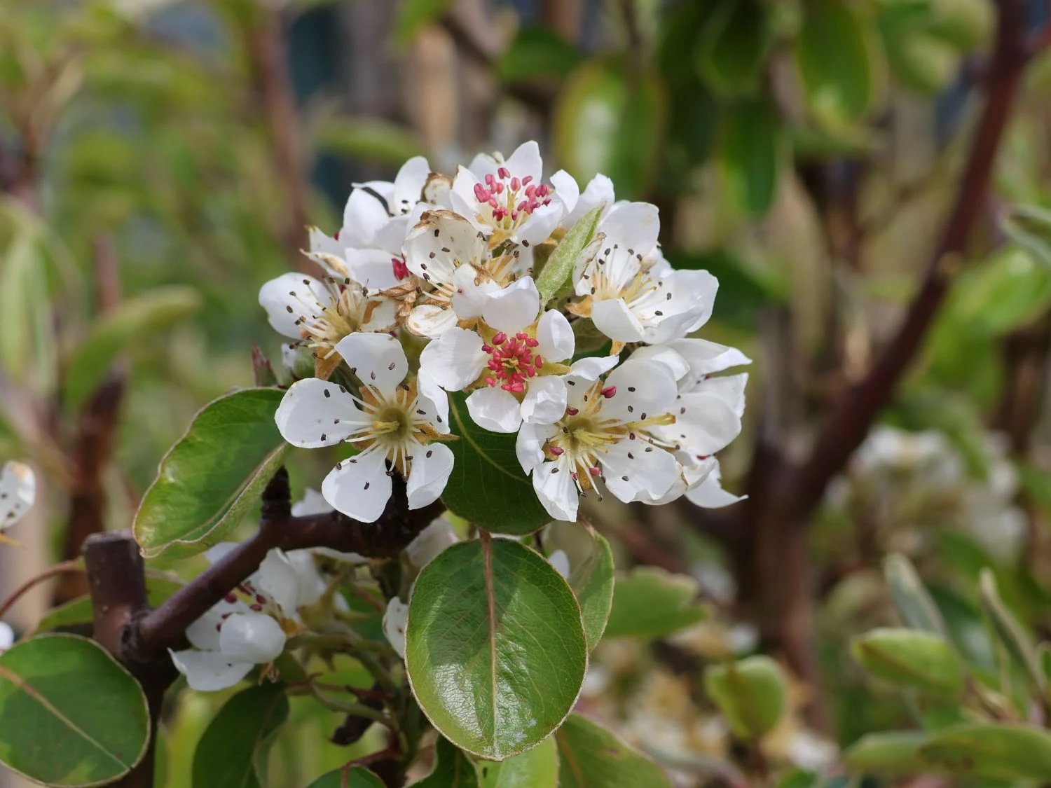 Herbstbirne / Winterbirne 'Alexander Lucas' 4 Herbstbirne / Winterbirne 'Alexander Lucas' – Bild 2