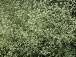 Herzblättriger Blütenkohl -Günstiges Erd Seele Geschäft herzblaettriger bluetenkohl m077401 w 1