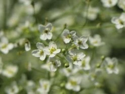 Herzblättriger Blütenkohl -Günstiges Erd Seele Geschäft herzblaettriger bluetenkohl m077401 w 2