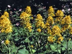 Hesses-Goldkolben 'Gregynog Gold' -Günstiges Erd Seele Geschäft hesses goldkolben gregynog gold m059417 w 0